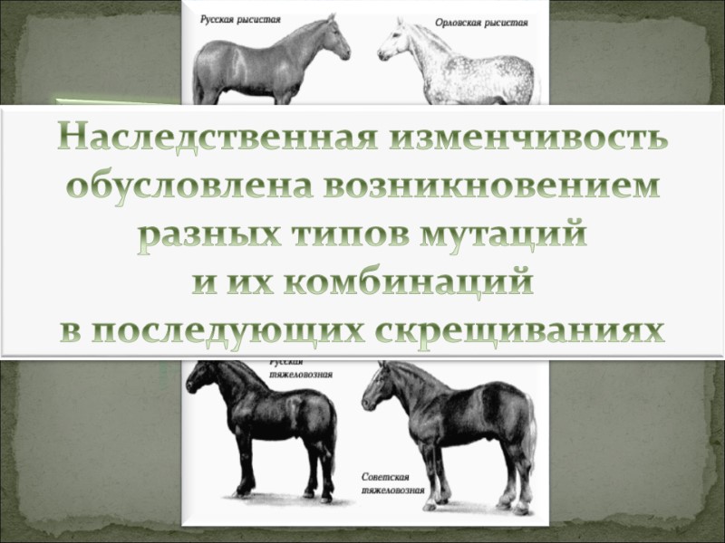 Наследственная  изменчивость Наследственная изменчивость  обусловлена возникновением  разных типов мутаций  и